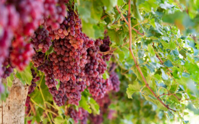 RESULT and EVRYTHNG Appointed Technology Providers to Advance Table Grapes Traceability